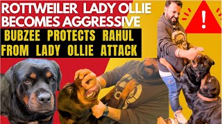 Rottweiler Bubzee Protects Rahul From Lady Ollie's Attack: Pehli Baar Lady Ollie Ne Kiya Aggression