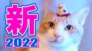 お正月の猫 2022 / New Year's cat 2022