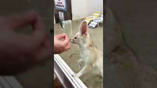 フェネック無言の圧力。Fennec#shorts #animals #動物