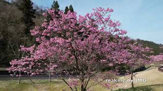 【4K・流し見・癒し】北陸の桜　ドローン空撮による素材集 「2024　桜」