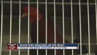 UPDATE: Fate of roosters seized unknown