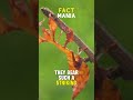 The incredible Mimicry of Leaf Insects | Mind Blowing Facts | Fact Mania