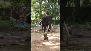 മൂപ്പര് നല്ല കളിയിലാ #Shorts# Elephants##