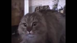 Cat War FlashBack Compilation