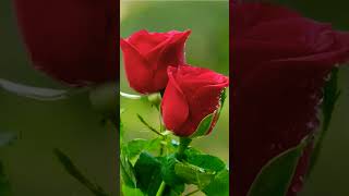 #----,🌹🌹 Rose's lovers,🌹😍🥀💞🌹🌹------#