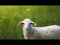 The Lord is My Shepherd | Pastor Daniel Gouveia