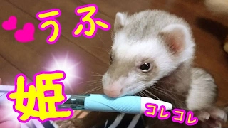 子猫とフェレット🐱子猫とおやつと姫の巻【5Ferret1Cat】Kittens and a snack and a princess【Cute cat \u0026 ferret】