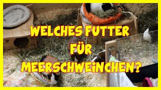 Welches Futter für Meerschweinchen ?