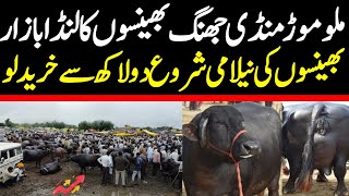 Today Malumor Mandi Jhang | Buffalo Fresh Rates Update | Buffalo Mandi 2024