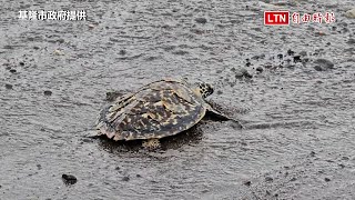 玳瑁「友寶」、綠蠵龜「夏翠絲」擱淺康復 基隆望海巷沙灘野放（基隆市政府提供）