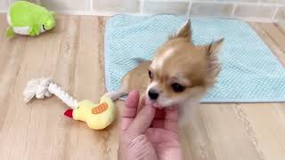 人もおもちゃも大好きなチワワちゃん❤＊ペットショップ犬の家京都樟葉店＊