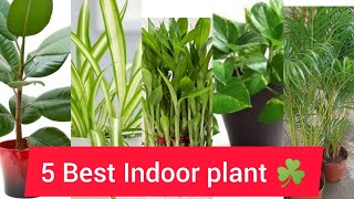 5 Best Indoor plant ☘️ !! घर के अंदर लगाने वाले पौधे