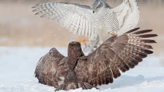 Ptaki drapieżne, myszołów, jastrząb, bielik, orzeł, Birds of prey, buzzard, hawk, white-tailed eagle