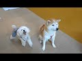 2017.8.23（水）bowwowclub船堀店　犬の保育園の様子