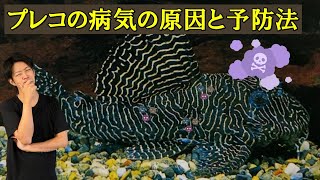 プレコの病気の原因と予防法