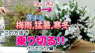 【バコパコピア】挿し木で繋いでいく方法 ～満開になるまでの成長記録～【ガーデニング】