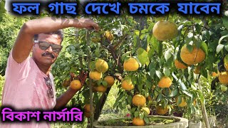 Bikash Nursery Visit/উন্নত ভ্যারাইটির ফল গাছের অফুরন্ত কালেকশন বিকাশ নার্সারী @rongdhanugarden