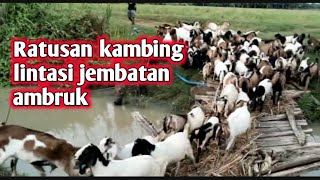 Angon kambing