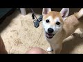 【成長日記93日目】おすわりできるよ！！豆柴子犬