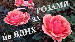 🌹Мой заказ из питомника \