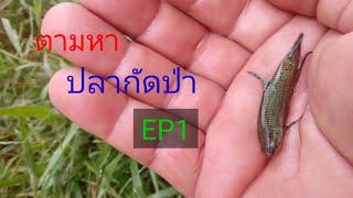 ตามหาแหล่งปลากัดป่า(อีสานหน้างู) EP1