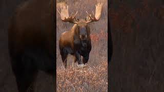 GIANT Yukon Bull Moose!! 🫎🇨🇦