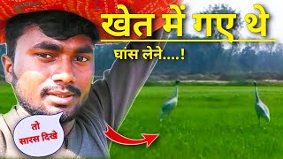 खेत में दिखा सारस पक्षी। Saras pakshi ki awaaz।सारस पक्षी। Crane bird in india | Hindi Songs