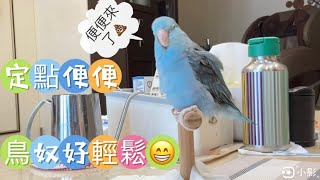 太平洋鸚鵡阿飽～#parrot 讓鳥寶學習定點便便💩鳥奴好輕鬆