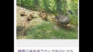 ＜カルガモ＞よちよち親の後追い…栃木・足利学校にヒナ