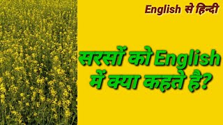 सरसों को English में क्या कहते है?