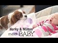 Cavalier King Charles meet Newborn BABY | Herky the Cavalier & Puppy Milton | Dogs and Babies