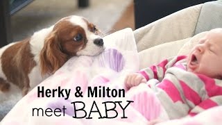 Cavalier King Charles meet Newborn BABY | Herky the Cavalier \u0026 Puppy Milton | Dogs and Babies