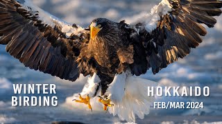 Hokkaido 2024 - Best winter birding photography