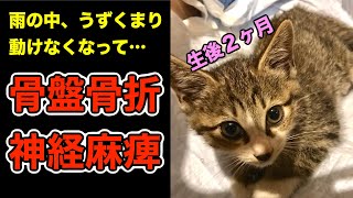 【緊急事態】子猫が事故、助かりますように…骨盤骨折、神経麻痺