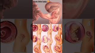 Cute little baby in mother womb