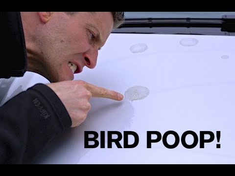 BEST TIP: Removing Bird Poop from your Paint! BEST TIP: Removing Bird Poop from your Paint!