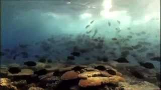 The true science behind Finding Nemo