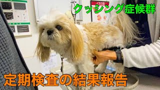 【定期検査】愛犬がクッシング症候群の為血液検査を受けてきました【動物病院】