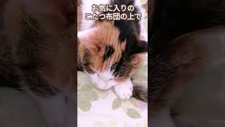 〘18歳三毛猫にゃーちゃん〙お昼寝( ˘ω˘)ｽﾔｧ #cat#猫#シニア猫#三毛猫#猫のいる暮らし