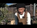 【11月管理】季節の変わり目に大事な作業【カーメン君】【園芸】【ガーデニング】