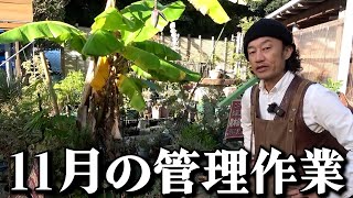 【11月管理】季節の変わり目に大事な作業【カーメン君】【園芸】【ガーデニング】