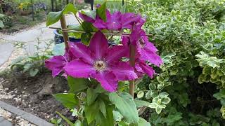 Viva Polonia Clematis by Proven Winners - A very beautiful Clematis 🌸