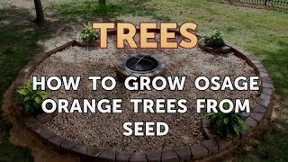 How to Grow Osage Orange Trees From Seed