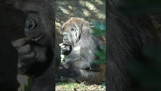 トトとリキが仲良く日向ぼっこ   【上野動物園】   ゴリラ🦍