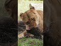 イケジョ美人💕の食いっぷり《シルク》 のんほいパーク 豊橋動物園 ライオン シルク オリトの妹 動物 肉