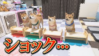 I was a little worried when I saw the Shiba Inu not happy with his birthday present...