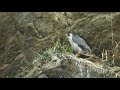 【野鳥観察】ハヤブサ営巣中 falco peregrinus peregrine falcon