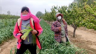 Qingxiang and Sister Sister are very good at picking garlic moss.