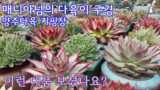 매니아 다육이 구경 ! 이런 대품 어디서 보기 어려울 듯해요 *양주다육키핑장 매니아님 다육사랑 엿봐요~ *多肉植物 Korean succulents