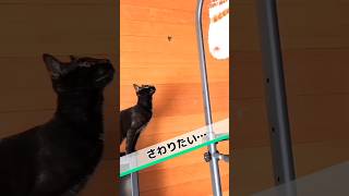 さわりたい 見つめる先に…／#猫 #保護猫 #猫のいる生活 #かわいい子猫 #cat #cats #cute #shorts #short